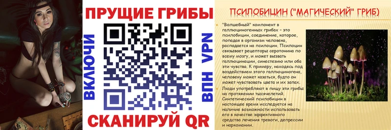 Псилоцибиновые грибы Cubensis  цена   Вологда 